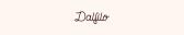 DALFILO DE/AT Affiliate Program